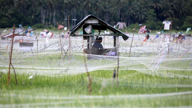 DPRD Sleman mengusulkan anggaran ratusan juta rupiah untuk membasmi burung Pipit lantaran dianggap hama bagi padi.