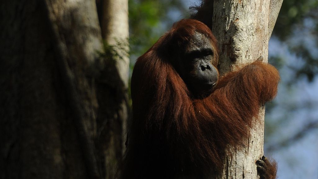 Habitat Orangutan Terancam Imbas Karhutla TN Tanjung Puting Meluas