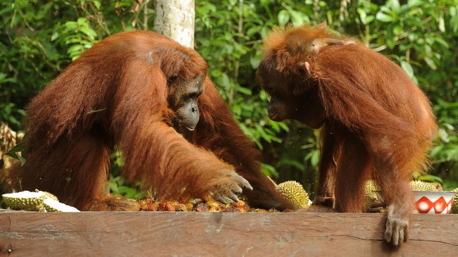 Habitat 800 ekor orangutan di hutan Batang Toru, Medan terancam proyek Pembangkit Listrik Tenaga Air (PLTA).