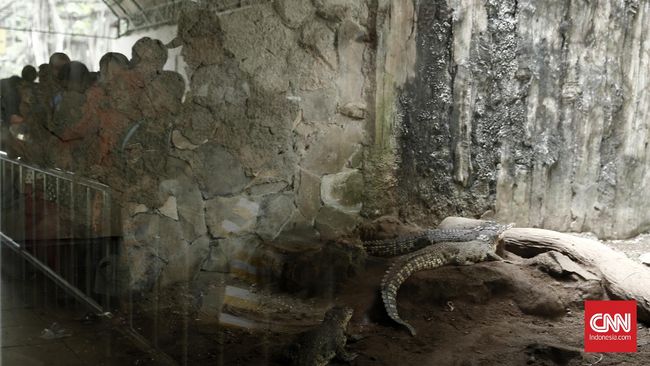 Dengan tidak mengabaikan peraturan keselamatan saat menyusuri sungai, diharapkan wisatawan bisa aman dan terhindar dari serangan buaya.