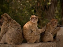 Orang-orang Dikarantina, Monyet-monyet Asyik Berenang