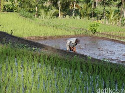 Ratusan Petani Difasilitasi Lahan Jumbo dari Anak Usaha BUMN