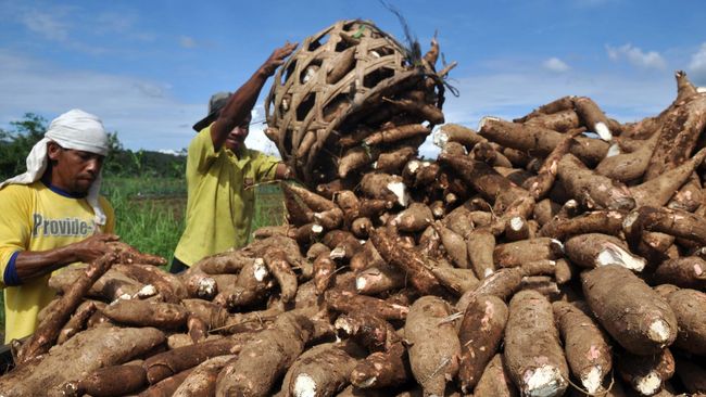 Pemerintah Kapuas Hulu, Kalbar, tengah mengembangkan tepung singkong fermentasi bersumber dari umbi yang banyak ditemukan di daerah tersebut.