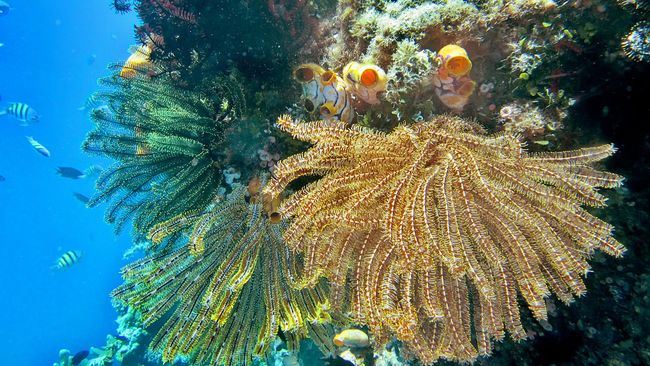 10 Spesies Baru di Laut Selatan Jawa, Ada Kecoak Raksasa Peneliti Indonesia menemukan 10 spesies baru biota laut yang diidentifikasi dalam Ekspedisi Biodiversitas Laut Dalam Selatan Jawa.
