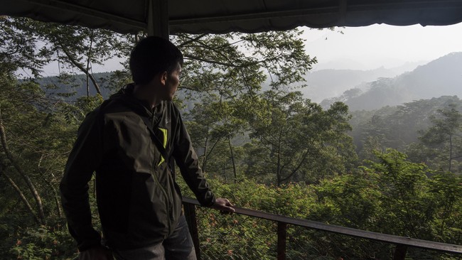 Merujuk pada data KLHK, Akademisi IPB menyatakan luas tutupan hutan di Jawa pada 2020 tinggal 17 persen, di mana pada 1990 ada 26 persen.