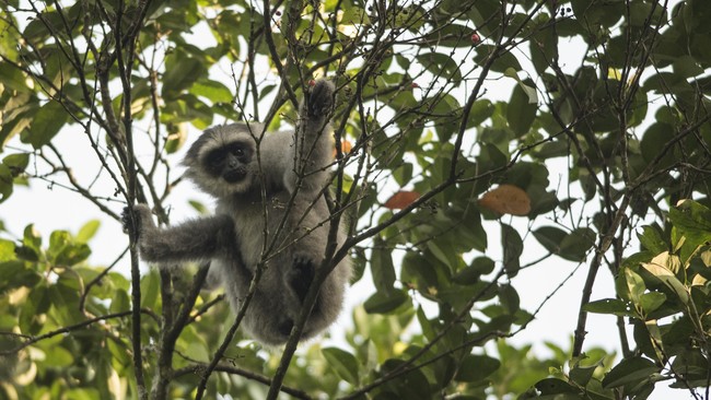 Owa berwarna keperakan merupakan primata yang hidup secara alami di Indonesia dan hanya terdapat sekitar 2.000 siamang keperakan di alam liar.