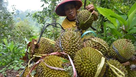 Kulit Durian dan Nangka Bakal Bisa Dipakai Buat Cas Ponsel