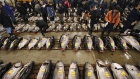 Pemkab Simeulue Aceh Mulai Bidik Pasar Ikan China
