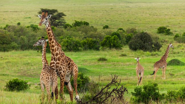 Pengusaha wisata di Kenya mengeluhkan kondisi politik yang membuat usaha mereka jalan di tempat. Industri pariwisata Kenya telah merosot sejak November lalu.