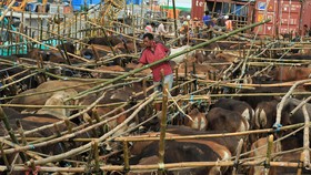 Ratusan Sapi Mati Terpapar Racun Sianida
