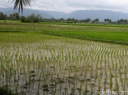 Belasan Hektare Lahan Padi Puso Imbas El Nino di Kota Serang