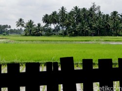 Gara-gara Ini, Hasi Panen Petani Bisa Naik Hingga 40%