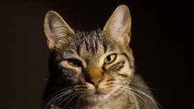 Catpocalypse, Teori 'Kiamat' Gara-gara Kucing