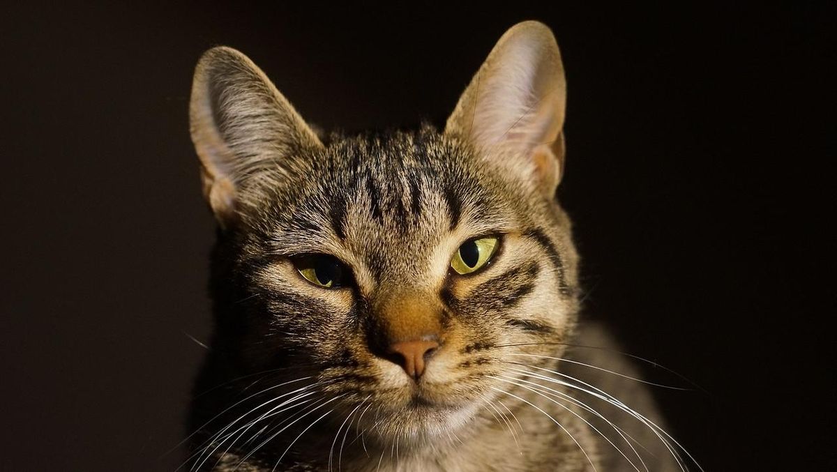 Tampak Sepele, Tapi Gigitan Kucing Bisa Berisiko Serius