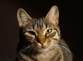 Kucing di Sri Lanka Ditangkap karena Selundupkan Narkoba
