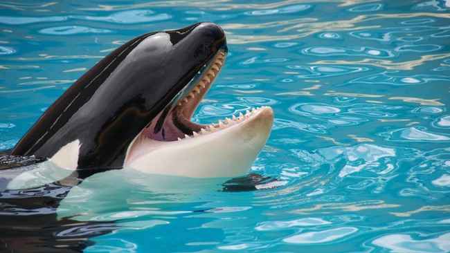 Kisah Tragis Kiska, Mati Saat Berstatus Paus Paling Kesepian di Dunia Kiska, paus berusia 47 tahun mati di Marineland, Kanada. Kiska diberi julukan paus paling kesepian karena hidup sendiri di dalam kolam.