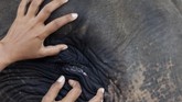 Menyambangi Rumah Sakit Gajah Pertama di Asia Indonesia menjadi lokasi Rumah Sakit Gajah pertama di Asia. Tepatnya di kawasan hutan Taman Nasional Way Kambas (TNWK), Lampung Timur.