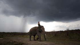 Konservasi Gajah Sumatera Diresmikan di Aceh Barat