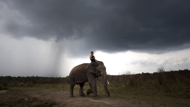 Menyambangi Rumah Sakit Gajah Pertama di Asia