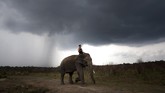 Menyambangi Rumah Sakit Gajah Pertama di Asia Indonesia menjadi lokasi Rumah Sakit Gajah pertama di Asia. Tepatnya di kawasan hutan Taman Nasional Way Kambas (TNWK), Lampung Timur.