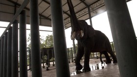 KLHK Berencana Sensus Satwa Liar di Luar Habitat