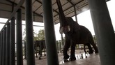 Menyambangi Rumah Sakit Gajah Pertama di Asia Indonesia menjadi lokasi Rumah Sakit Gajah pertama di Asia. Tepatnya di kawasan hutan Taman Nasional Way Kambas (TNWK), Lampung Timur.