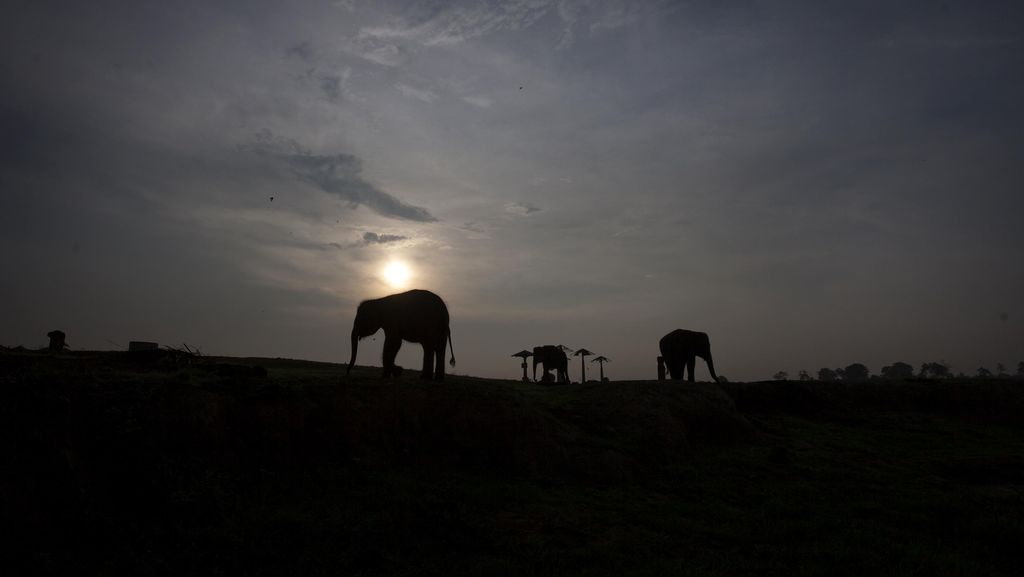 Taman Nasional Way Kambas Lampung Ditutup Sementara untuk Wisata