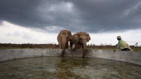 Seperti Manusia, Gajah Juga Berduka Jika Anaknya Meninggal Dunia