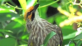Cucak Rawa, Sang Biduan Hutan