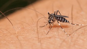 Virus Zika Terdiagnosa di Inggris Raya