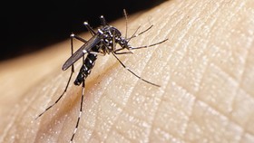 Indonesia Rentan Penyebaran Virus Zika