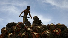 2017, Astra Agro Siapkan Rp500 Miliar Bangun Pengolahan CPO