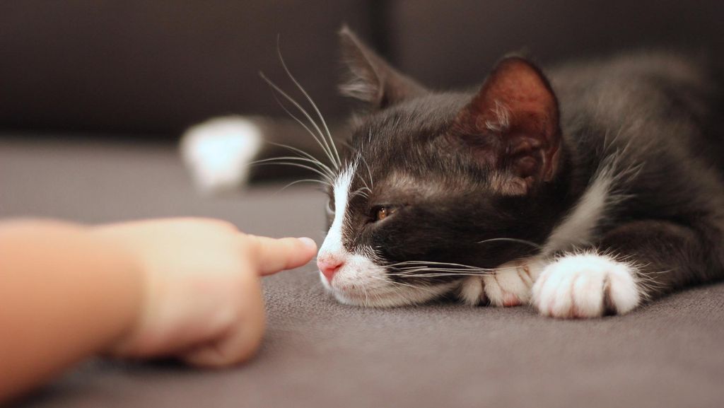 Ini 7 Ciri-Ciri Kucing Dehidrasi dan Cara Mengatasinya