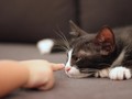 7 Hewan Peliharaan yang Cocok untuk Anak