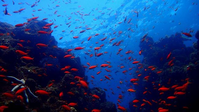 Keanekaragaman sumber daya kelautan di perairan Indonesia dituang dalam buku bertajuk 'The State of the Sea' yang dirilis dalam dua bahasa.
