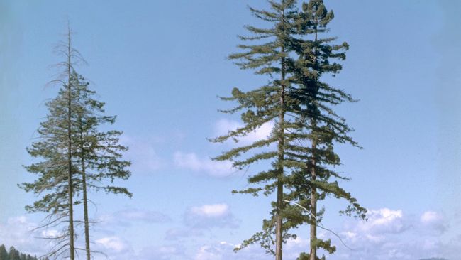 Sebuah pohon di California dinobatkan sebagai pohon tertinggi di dunia. Pohon berusia 600 tahun pohon memiliki tinggi 115,5 meter.