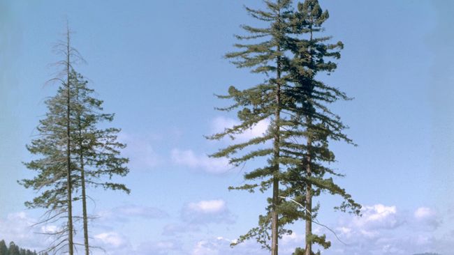 4.000 Orang Teken Petisi Agar KLHK Lindungi Lagi Pohon Ulin