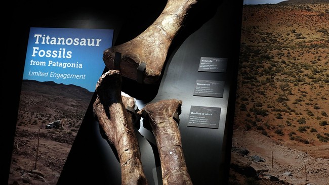 Ilmuwan menemukan fosil kadal raksasa dari zaman dinosaurus. Bobotnya setara 10 gajah Afrika. Wow.