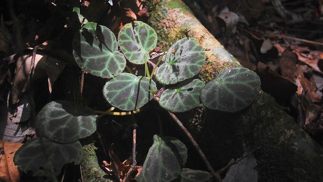 Pusat Riset Kebun Raya BRIN Temukan 7 Spesies Tanaman Baru Pusat Riset Konservasi Tumbuhan dan Kebun Raya - Badan Riset dan Inovasi Nasional (BRIN) temukan tujuh jenis atau spesies tumbuhan baru di Indonesia.