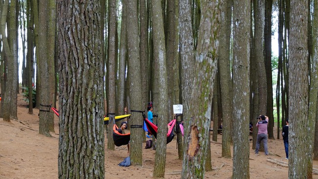 Revisi Peraturan Menteri LHK No 55/Tahun 2011 soal perluasan lahan Hutan Tanaman Rakyat (HTR) tak menjamin peningkatan produktivitas HTR secara signifikan.