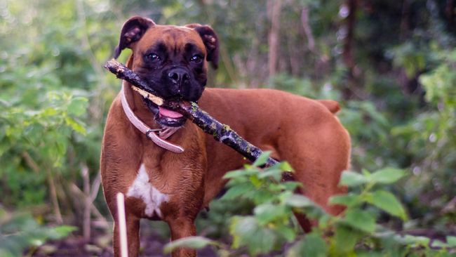 Seekor anjing di Inggris bernama Paris dikenal sebagai mesin pembersih karena kesukaannya untuk memungut sampah.