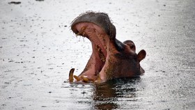 Viral Pengunjung Beri Makan Sampah Kuda Nil, Taman Safari Buka Suara
