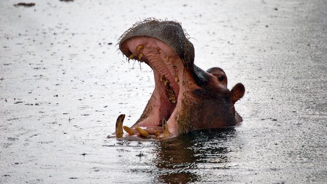 2 Hippos in Belgium Test Positive for Covid-19