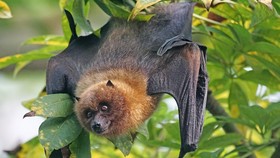 Cara Virus Nipah Menular dari Kelelawar ke Manusia