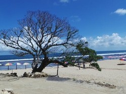 Pantai Pok Tunggal, Hidden Paradise yang Jadi Destinasi Wajib di Yogyakarta