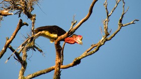 Tempat untuk Melihat Burung Endemik di Indonesia