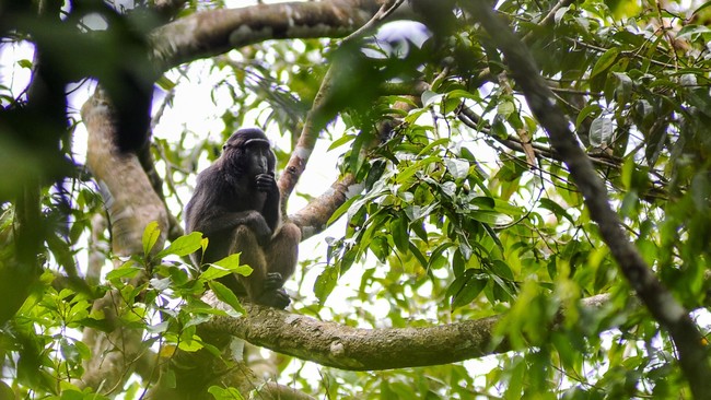 Keberadaan tujuh jenis monyet endemik yang hanya ada di Sulawesi atau kawasan Wallace terancam punah karena ada proses hibrid atau perkawinan silang.