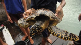 Penyu Hijau Ditemukan Mati di Tumpukan Sampah Plastik Pantai Bali