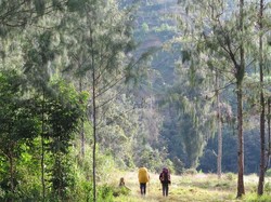 Trekking di Hutan Papua: Lihat Tanaman sampai Bertemu Cenderawasih