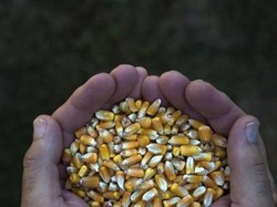 Bantu Peternak Ayam, Pemerintah Siapkan Rp 78,6 M untuk SPHP Jagung